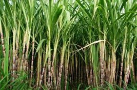 Sugar Cane vs. Sugar Beets: Examining Their Differences